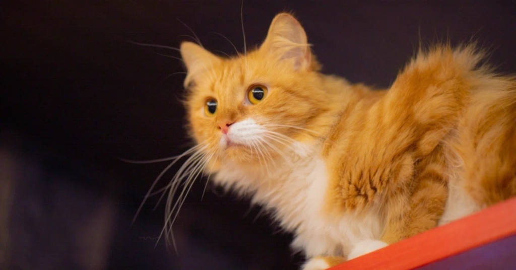 指のしびれとお尻の冷え、実は『首のズレ』が原因かもしれません〜太宰府市、40代、女性、●さん